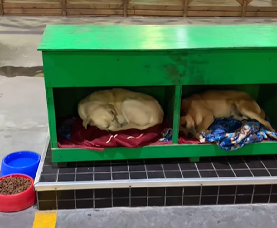 Cachorros de rua ganham hotel em posto de gasolina em Santa Catarina