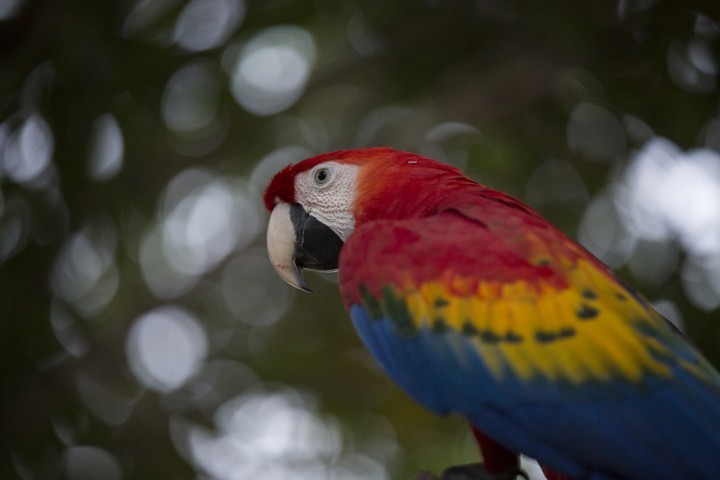 Araras também estão entre os animais que podem ser apreciados