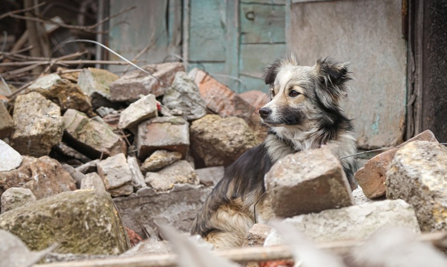 Animais de estimação que escapam das bombas buscam refúgio em Israel