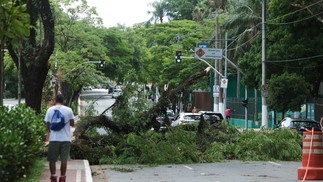 Árvore fecha via próxima ao Parque Ibirapuera; temporal de sexta-feira causou estragos na cidade — Foto: Maria Isabel Oliveira / Agência O Globo