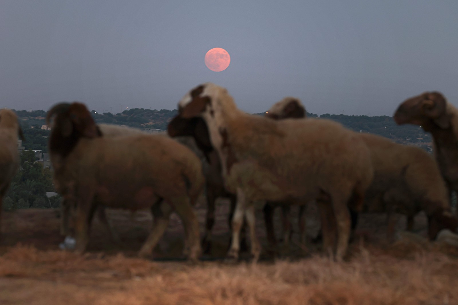 A 'Superlua Azul' surge no céu da Faixa de Gaza vista da cidade de Beit Lahia, no norte da Palestina — Foto: MOHAMMED ABED / AFP