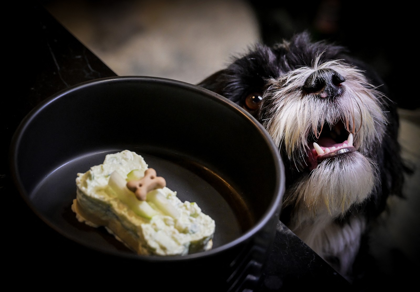 Cachorrinho Pepe come sobremesa em restaurante Fiuto — Foto: TIZIANA FABI / AFP