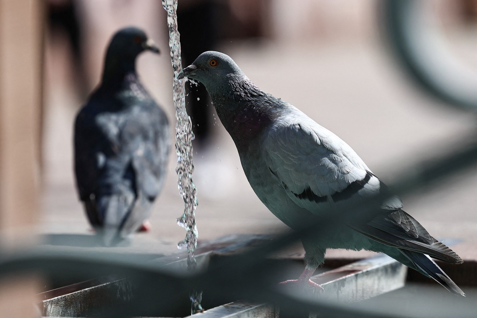 Pombo bebe água em uma fonte pública durante uma onda de calor, em Mulhouse, leste da França, em 22 de agosto de 2023. — Foto: SEBASTIEN BOZON/AFP