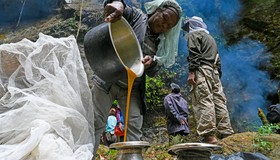 Mudança climática ameaça coleta e alavanca preço de 'mel alucinógeno' do Himalaia, sensação na web