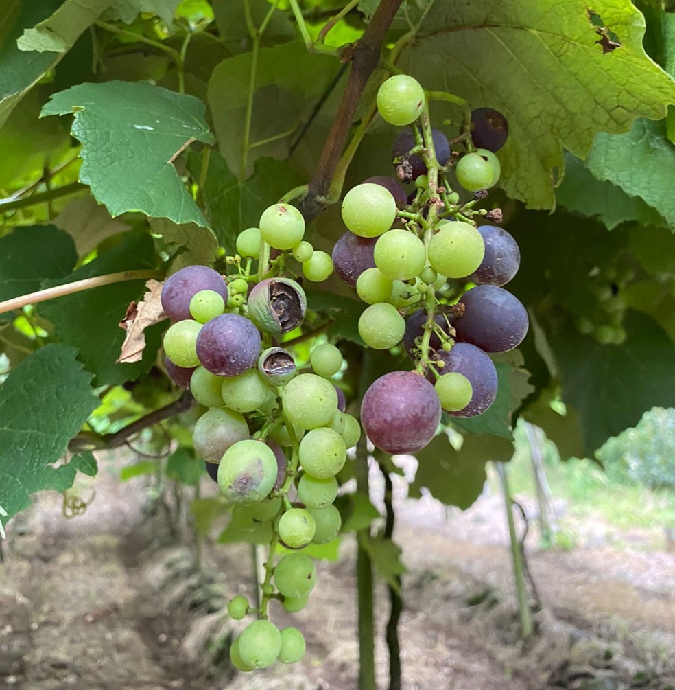 Os cachos de uvas ainda apresentam marcas dos estragos causados pelo granizo em novembro no parreiral de Giseli Boldrin, no RS — Foto: Giseli Boldrin/Arquivo pessoal