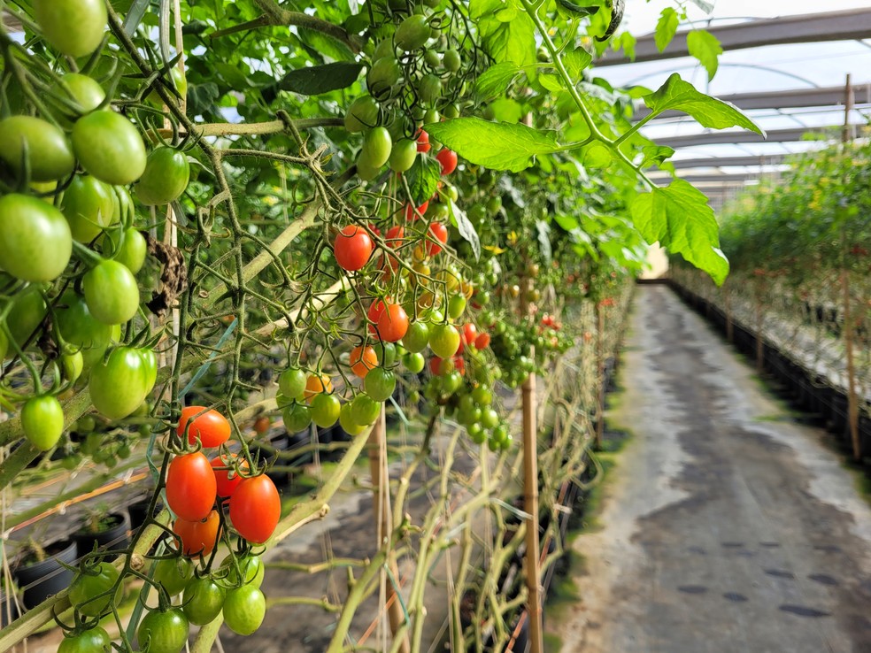 Plantação de tomate-cereja nas estufas da Seal, produtora agrícola que recebe visitantes em Paty do Alferes — Foto: Eduardo Maia / O Globo