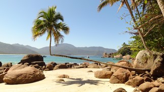O famoso coqueiro com tronco em 90 graus da Praia do Aventureiro, na Ilha Grande, litoral sul do Estado do Rio — Foto: Reprodução / Wikimedia Commons / Daniel Souza Lima