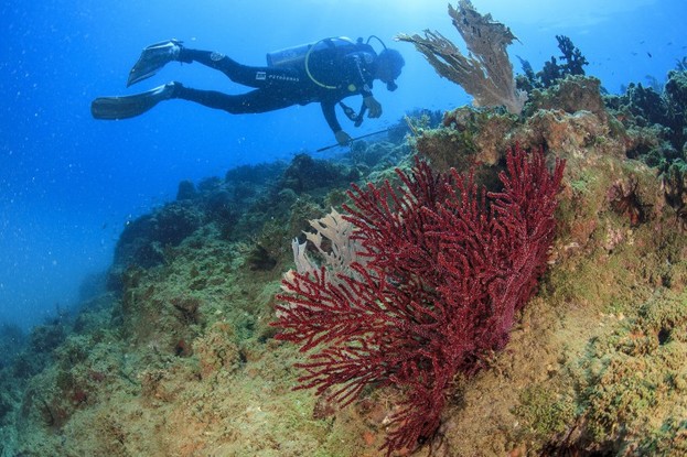Alerta do mar. Em Abrolhos, mergulho entre corais, como o gorgônia-de-fogo: El Niño é risco à biodiversidade