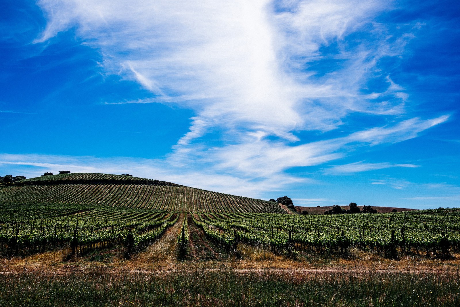 Herdade do Rocim: premiada vinícola portuguesa com terroir alentejano — Foto: Divulgação