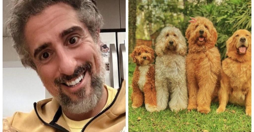 Os cachorros de Marcos Mion também possuem um perfil na rede com 105 mil seguidores. Com o nome "DoguinhosMion", reúne fotos de Pankeka, Pipoka, Paçoka e Pudim  — Foto: Reprodução