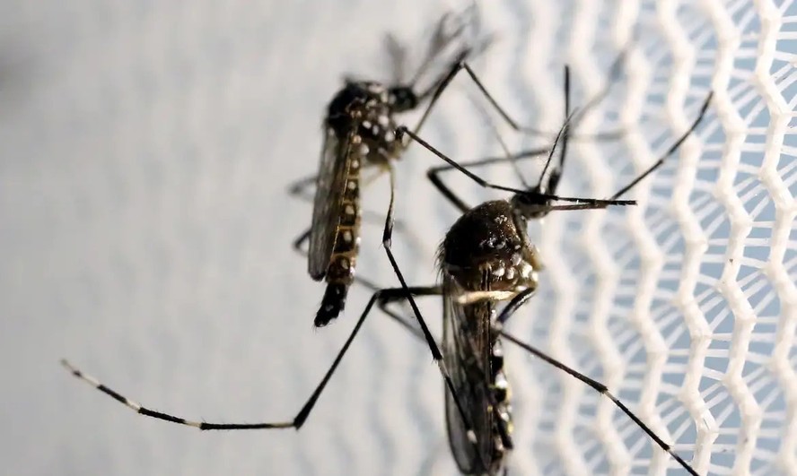 O mosquito Aedes aegypt