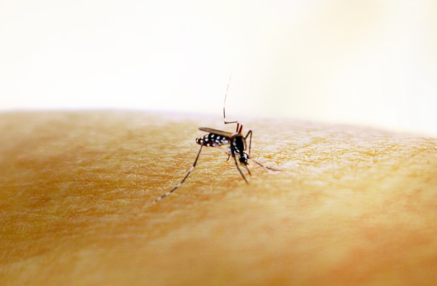 Mosquito Aedes aegypti, transmissor de dengue, zika e chikungunya.