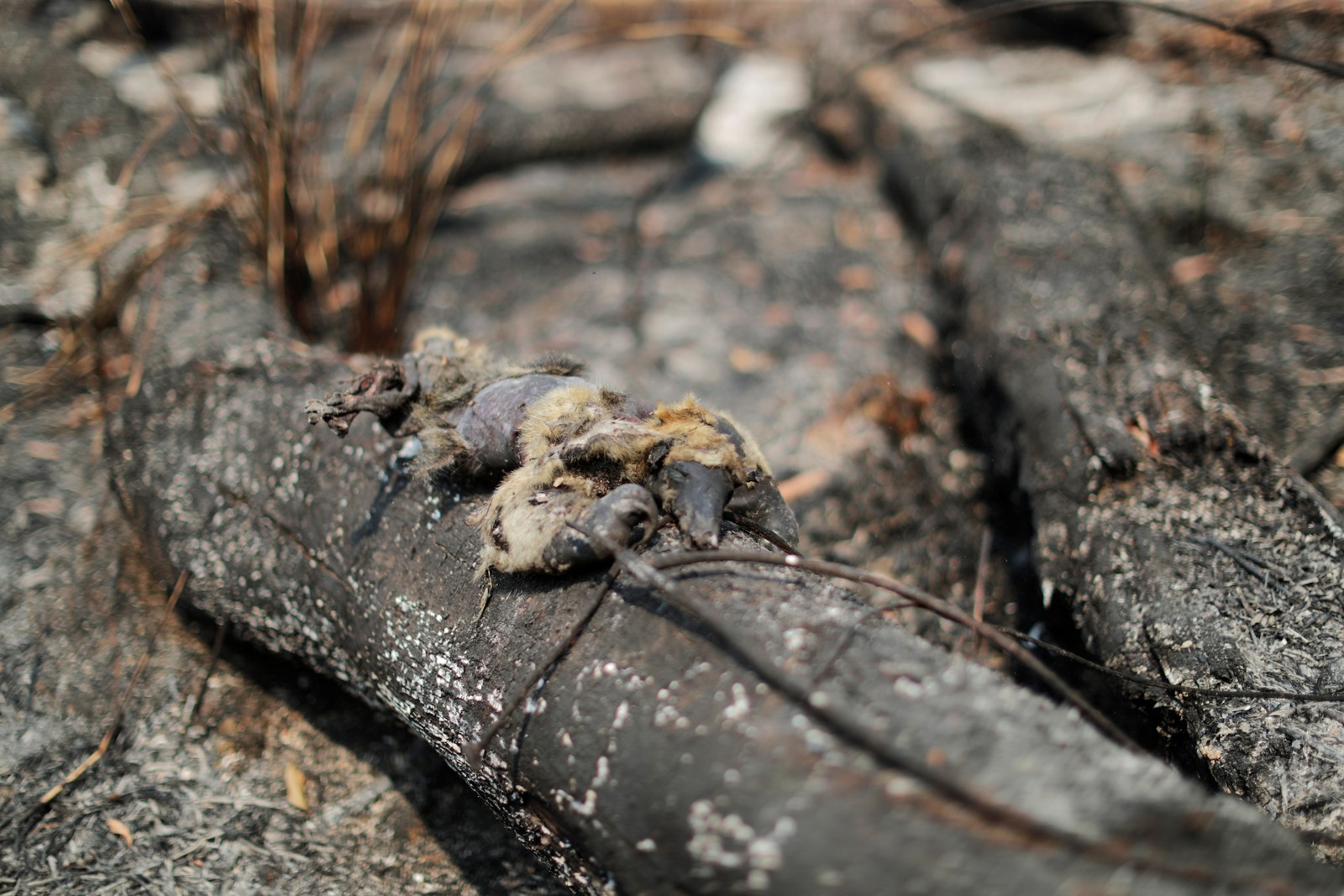 Um tamanduá morto é visto em um tronco queimado em uma área da selva amazônica, perto de Apuí, no AmazonasREUTERS
