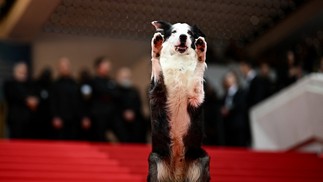 O cachorro Messi, do filme 'Anatomia de uma queda', passou pelo tapete vermelho — Foto: AFP