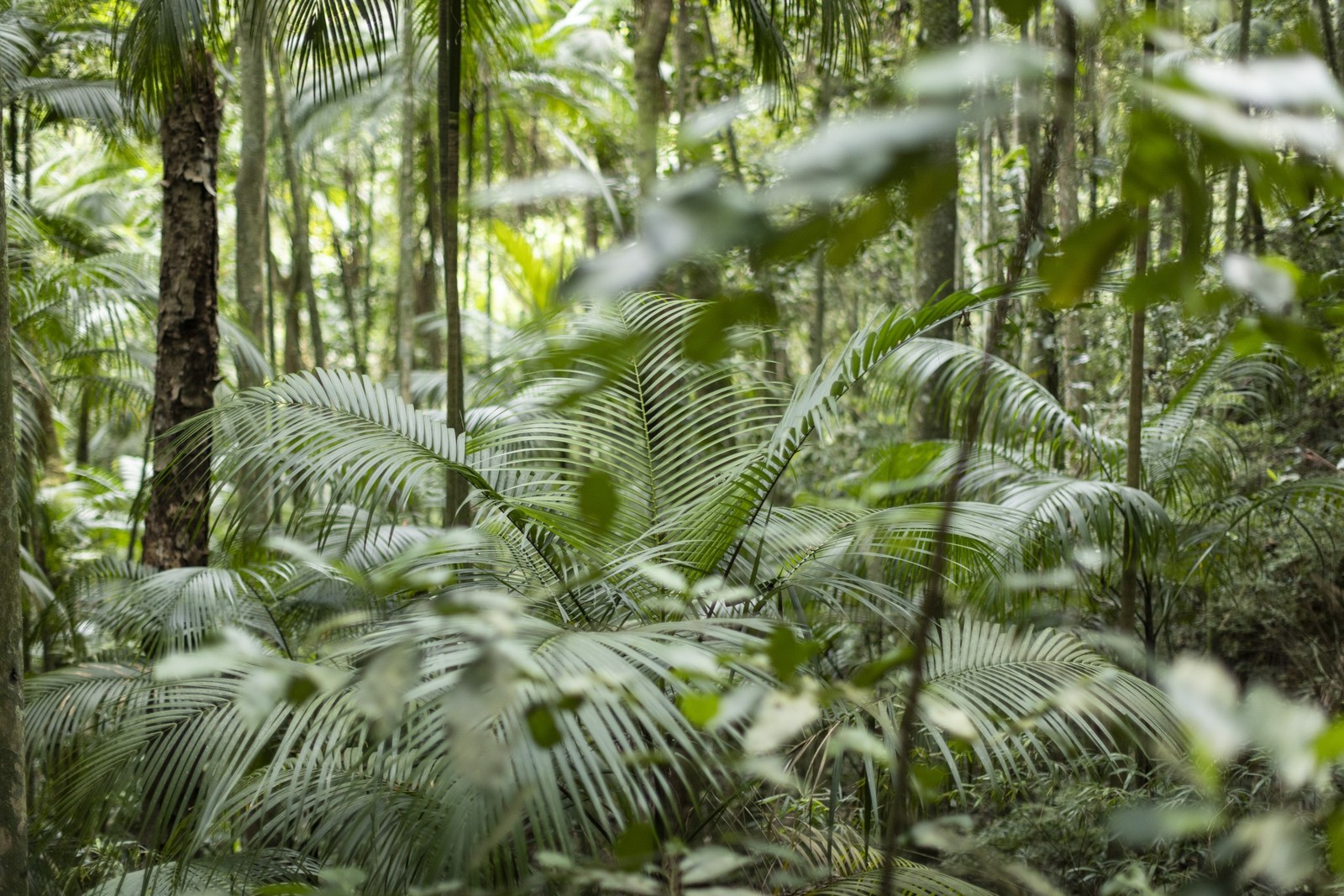 A espécie Jussara, uma das mais comuns na floresta.  — Foto: Márcia Foletto