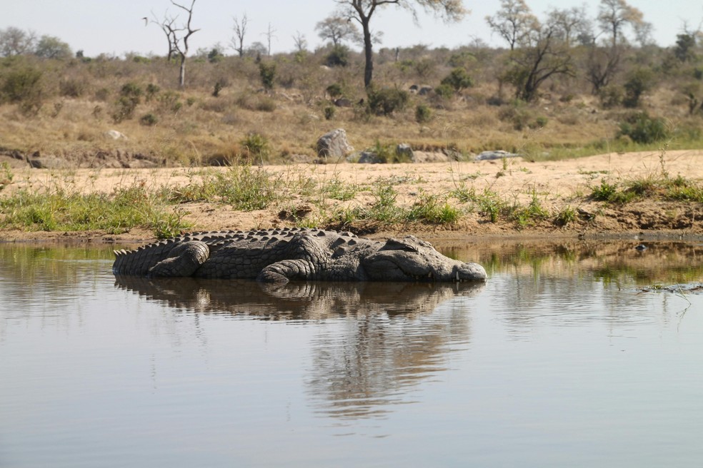 Crocodilo na África do Sul — Foto: Pexels