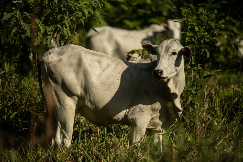 Associação de exportadores de carne diz que entidade tem parecer mostrando que a nova lei fere princípios da Organização Mundial do Comércio (OMC) — Foto: Brenno Carvalho/Agência O Globo