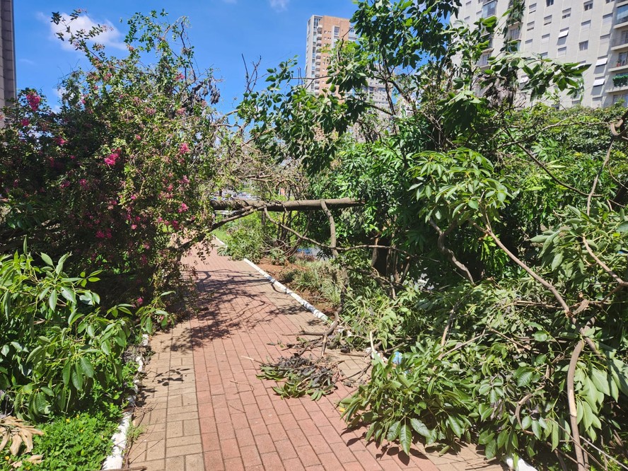 Árvore na Avenida 23 de Maio, que caiu na segunda, ainda não havia sido removida na quinta