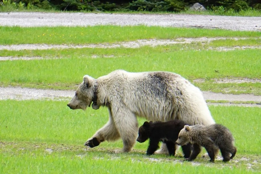 Nakoda e seus filhotes no Parque Nacional Yoho, na Colúmbia Britânica