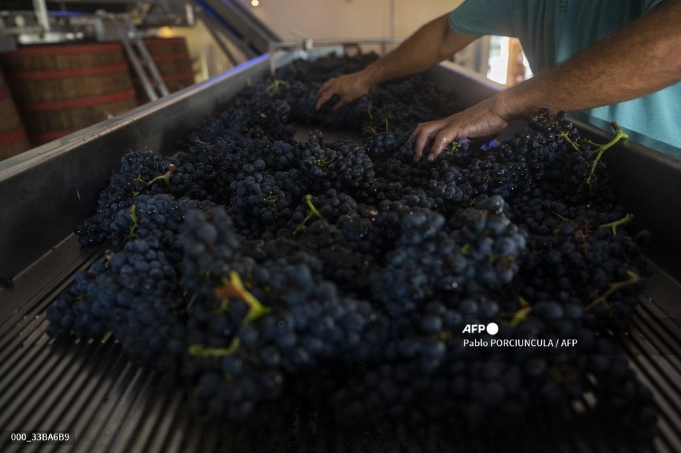 Trabalhador inspeciona uvas tannat em uma esteira durante a colheita na vinícola Bouza em Melilla, Uruguai — Foto: Pablo Porciuncula/AFP