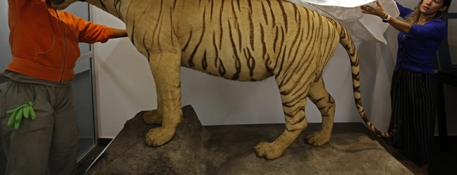 Doações para o Museu Nacional. Renata Baltar, historiadora, com o tigre.  — Foto: Custodio Coimbra / Agência O Globo