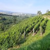 Videiras da vinícola Stella Valentino, em Andradas, Minas Gerais. A produção mineira de vinho está em expansão - Divulgação