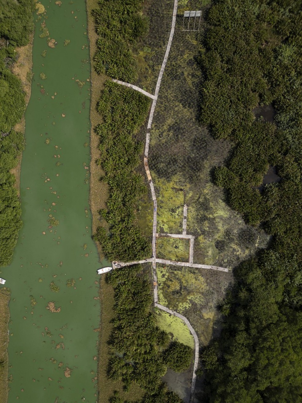 Biólogo Mário Moscatelli elaborou projeto de ecoparque na Lagoa do Camomim para ser instalado em área de mangue recuperada pela Iguá Saneamento no complexo lagunar da Barra da Tijuca — Foto: Márcia Foletto/Agência O Globo