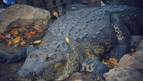 Mais de 160 crocodilos são capturados em cidades do México após passagem de Furacão Beryl