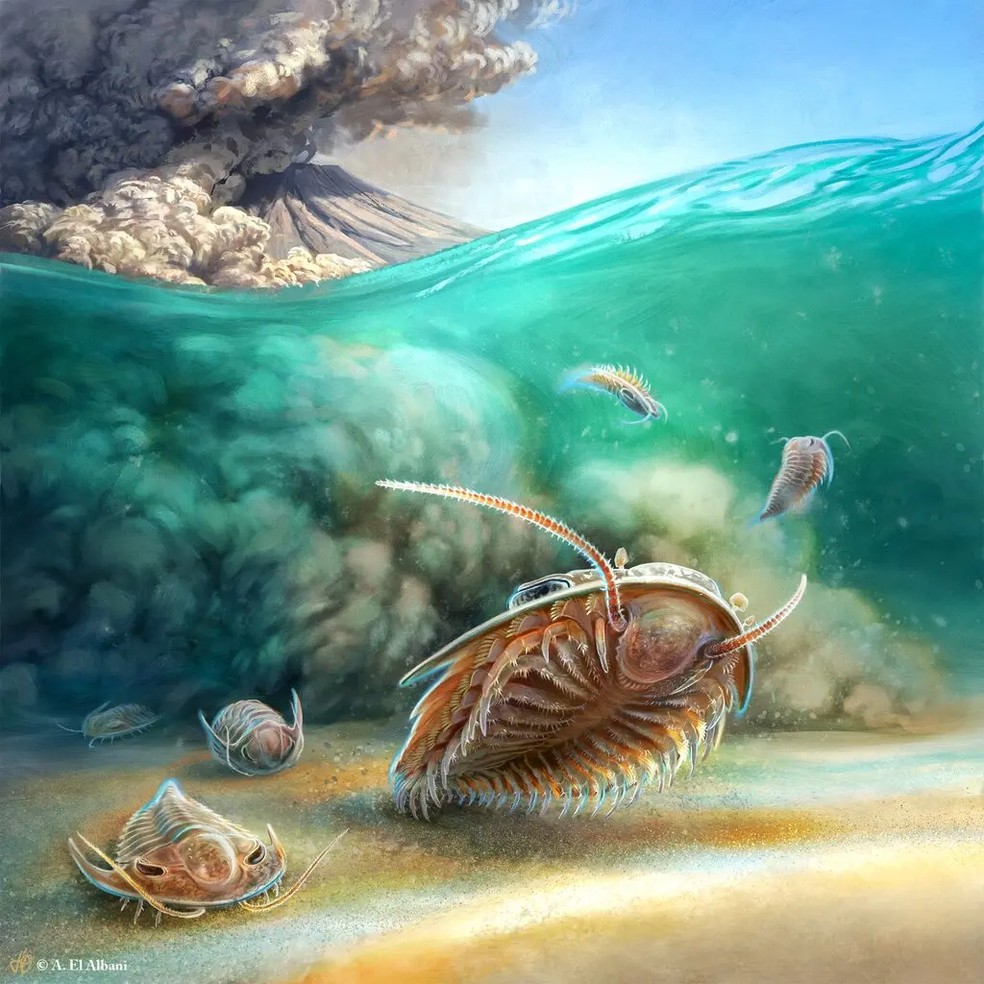 Uma reconstrução artística de duas espécies de trilobitas um instante antes de serem soterradas num fluxo de cinzas vulcânicas há 510 milhões de anos — Foto: A. El Albani, Universidade de Poitiers