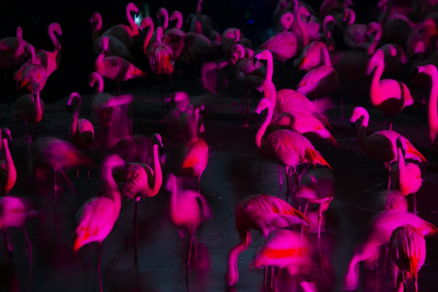 A visitação noturna no espaço acende o debate sobre a qualidade de vida dos animais. — Foto: Maria Isabel Oliveira