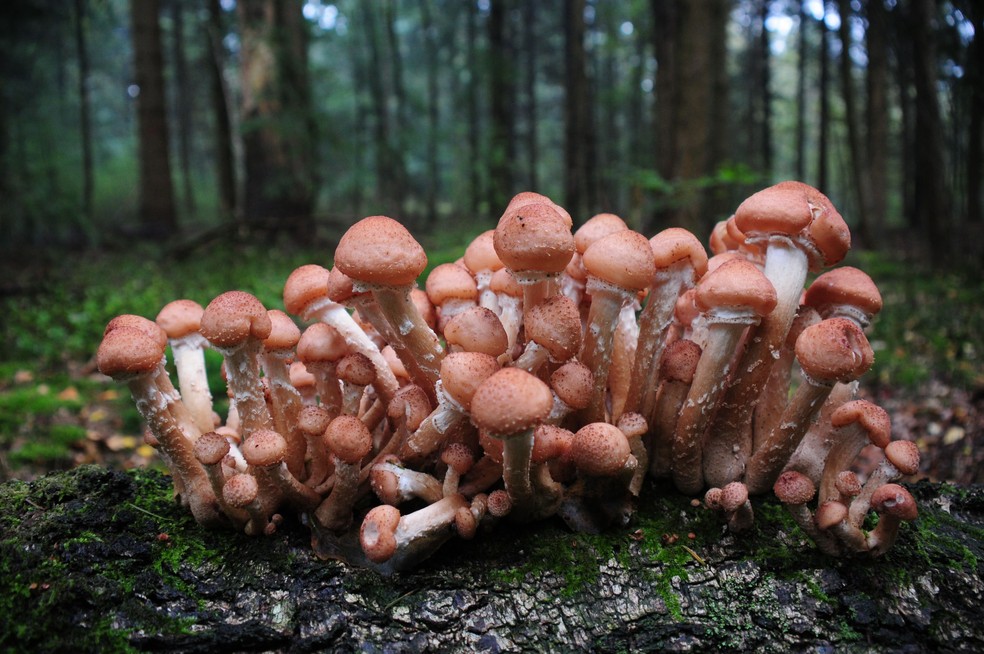 O Cogumelo do Mel é o maior organismo vivo do mundo — Foto: Reprodução