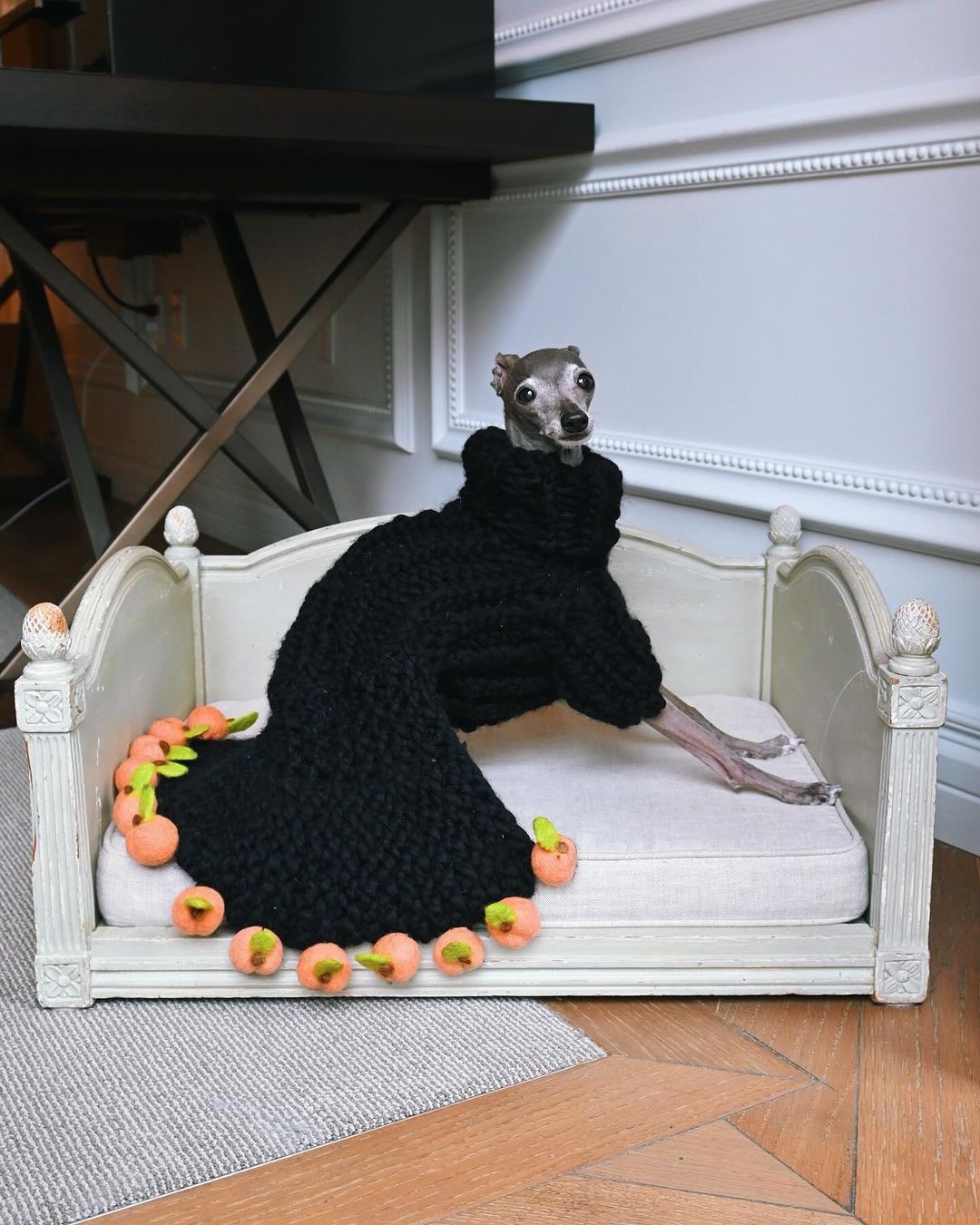 Conheça Tika the Iggy, pet influenciadora de moda que é queridinha da internet — Foto: Reprodução @tikatheiggy