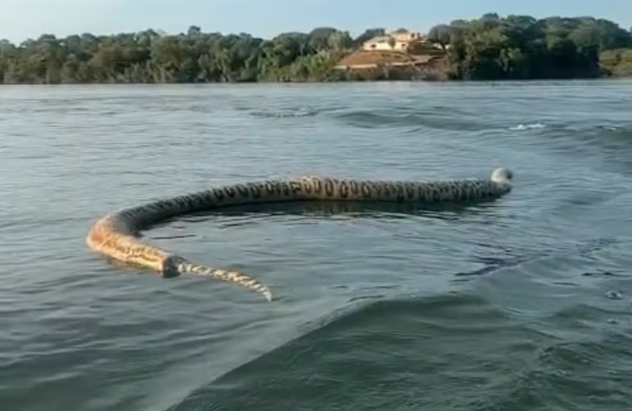 Cobra encontrada morta em rio do Tocantins é da espécie sucuri-verde e pode chegar a sete metros