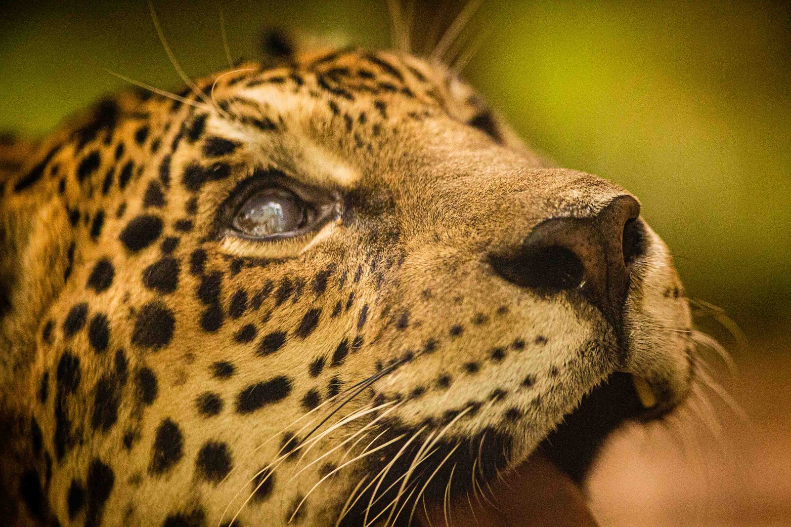 Um fotógrafo acompanhou Gabi durante 3 meses para conseguir o registro da cédula  — Foto: Rebecca Alves/Agência O Globo