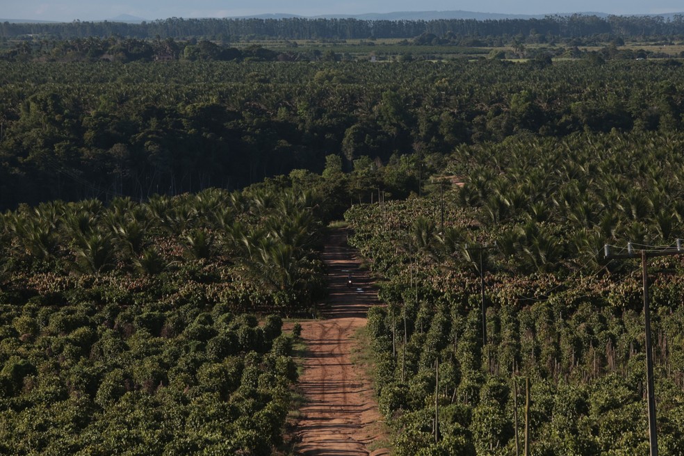 Plantação de cacau em Eunápolis, na Bahia: setor é importador de amêndoas de cacau e, por isso, praticamente não serão afetado pela lei da UE — Foto: Dado Galdieri/Bloomberg
