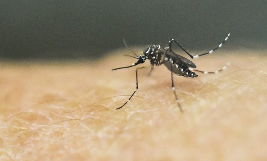 Cientistas identificam na Ásia Aedes aegypti superresistentes a inseticidas