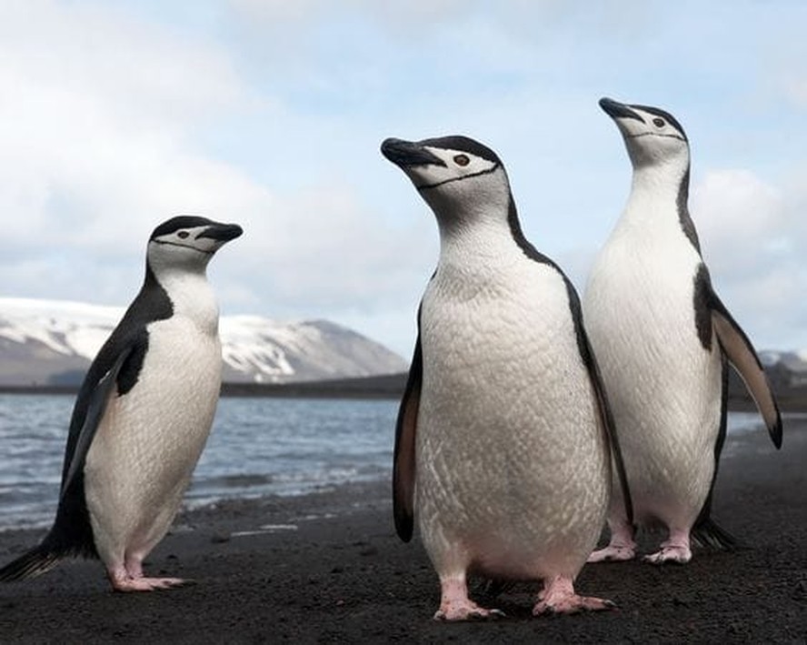 Vírus da gripe aviária é detectado pela primeira vez em pinguins na Antártica
