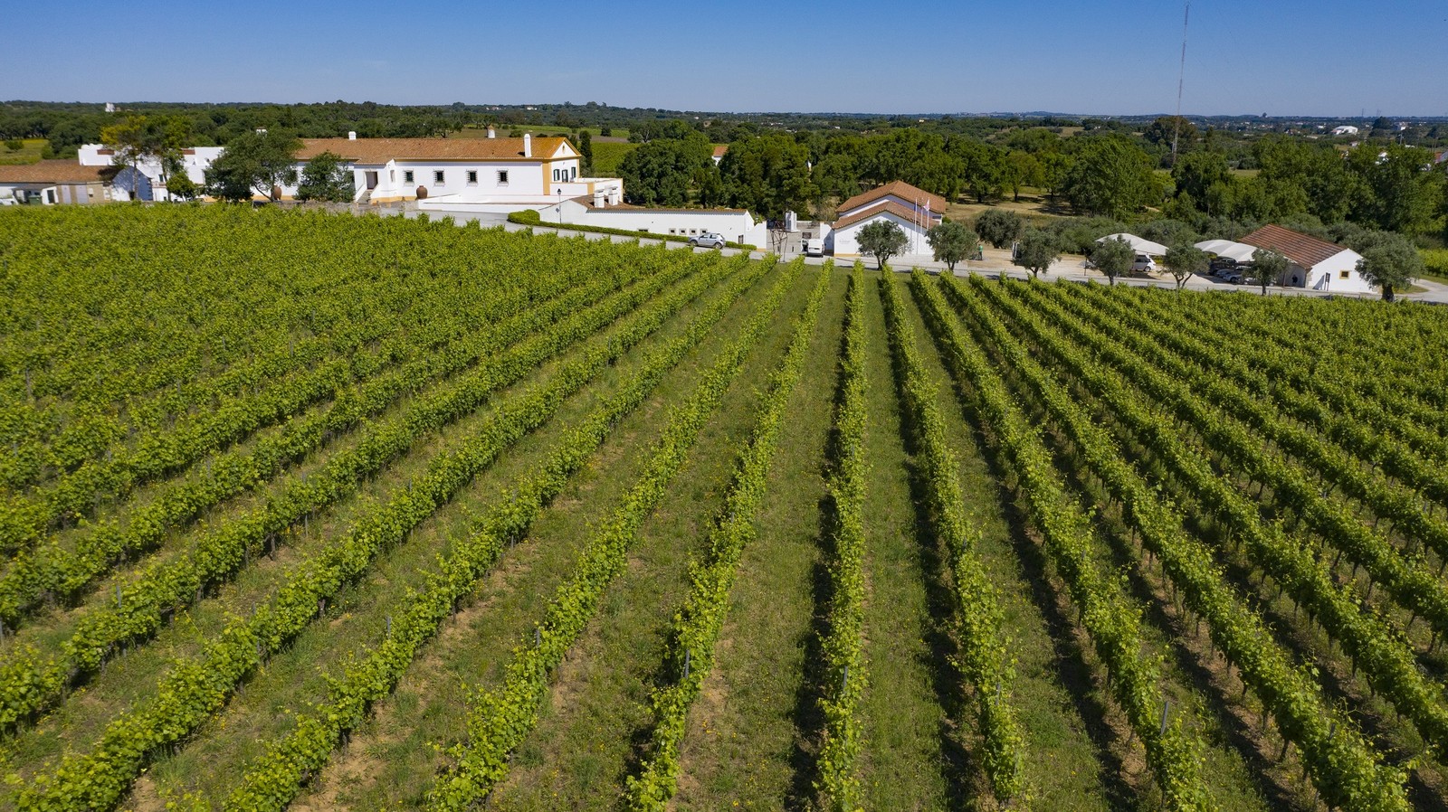 Vinhedos da Cartuxa, no coração do Alentejo — Foto: Divulgação