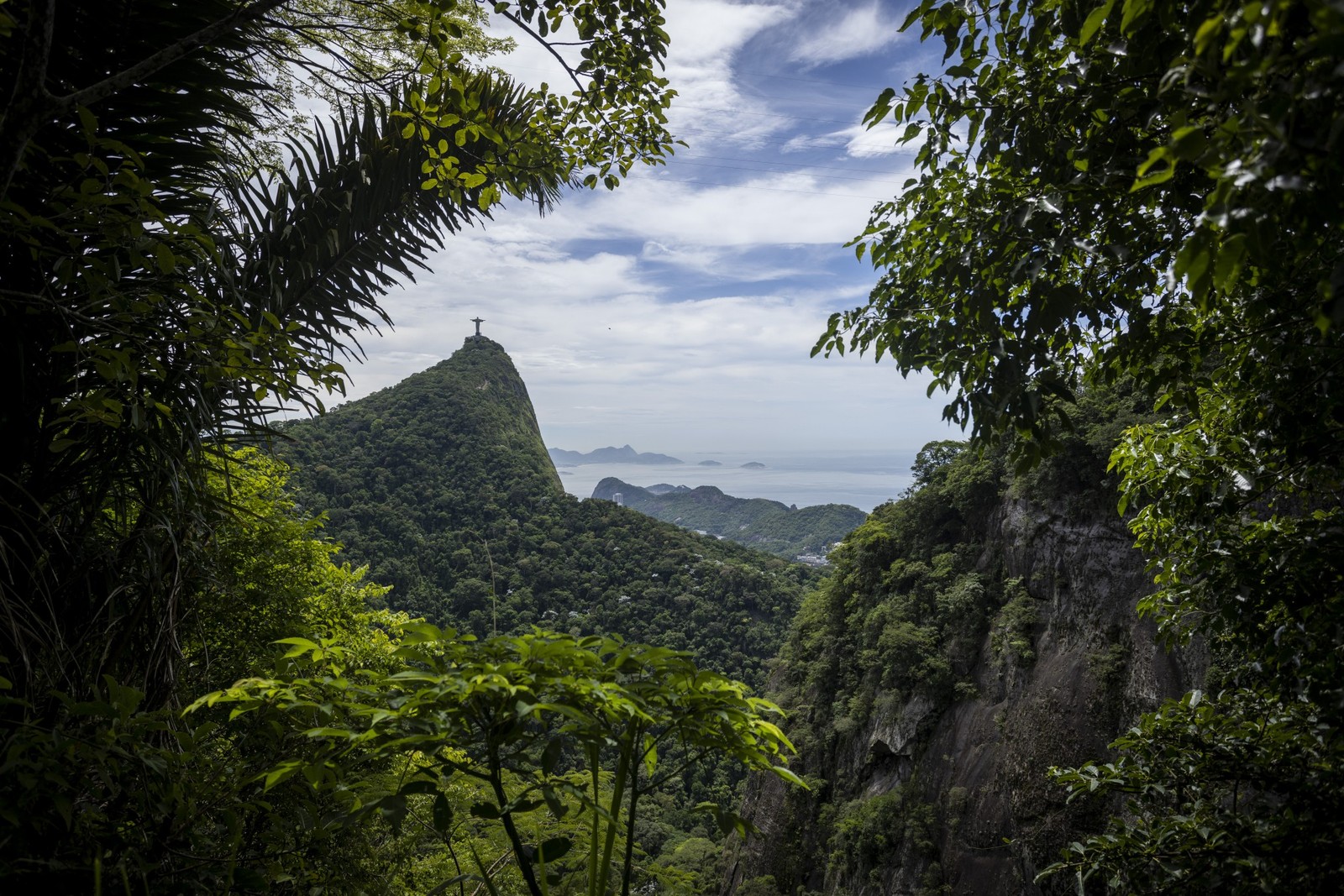 Estudos feitos no coração da Floresta da Tijuca revelam segredos para restauração da Mata Atlântica — Foto: Márcia Foletto