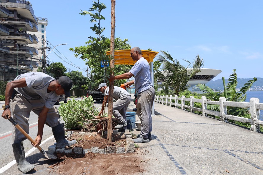 Equipe da Seconser trabalha próximo ao MAC: ao todo, foram plantados 150 paus-brasis no trecho