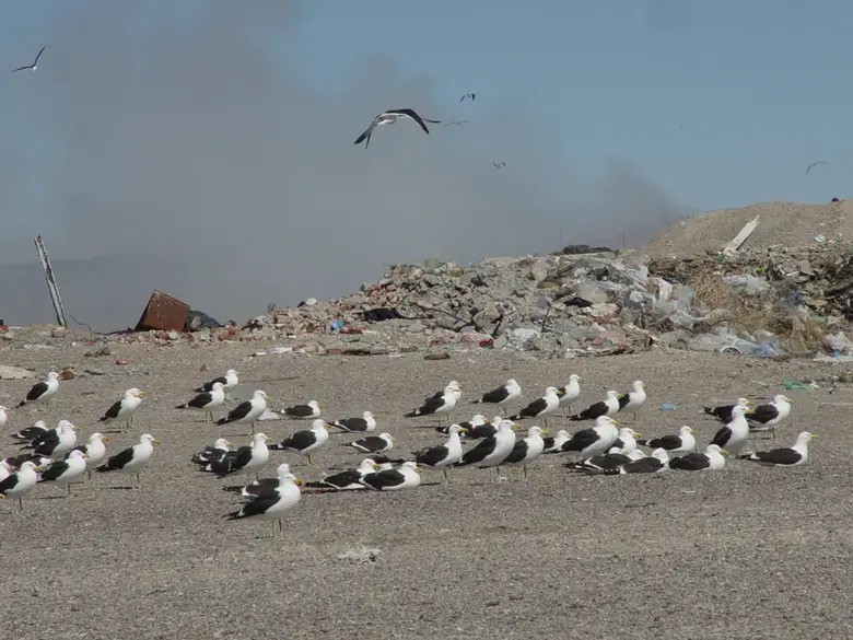 Gaivotas que bicam as baleias — Foto: La Nacion