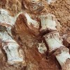 Fragmentos de dinossauros foram encontrados em sítio arqueológico no interior do Rio Grande do Sul - Divulgação/Cappa