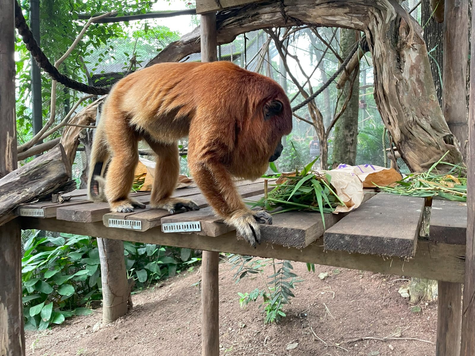Primata observa os alimentos — Foto: Divulgação