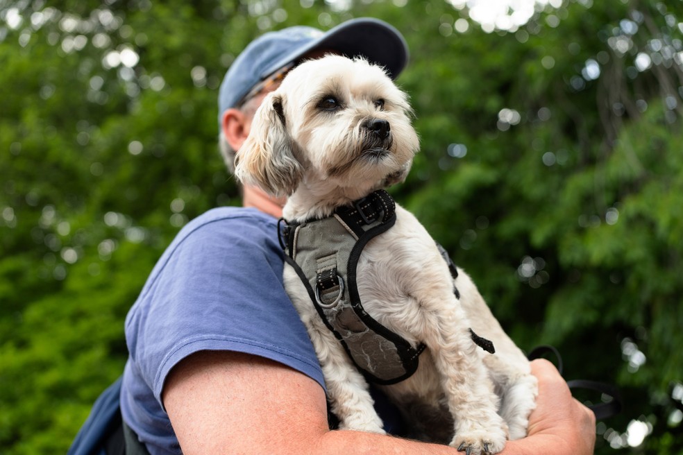 O paradoxo moderno dos pets é que 'os donos não querem que os cães se comportem como cães' — Foto: Graham Dickie / The New York Times