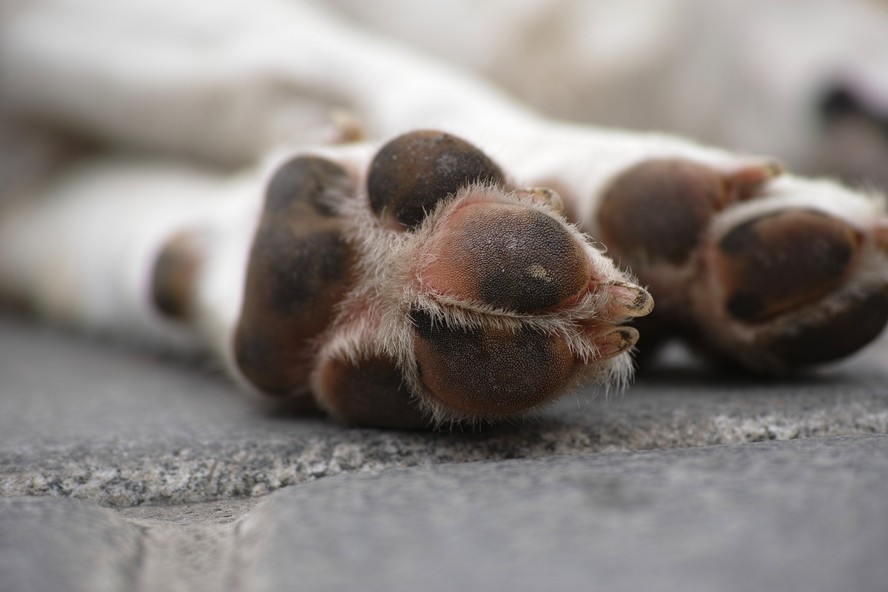 Com piora no quadro de saúde e apresentando sintomas neurológicos, cão diagnosticado com raiva em São Paulo foi submetido a eutanásia