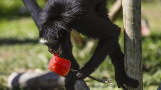 Macacos-aranhas, bugios e cuxiús receberam picolés de frutas. Cuidadores entraram nos recintos e entregaram as iguarias nas mãos dos bichinhos — Foto: Gabriel de Paiva/ Agência O Globo