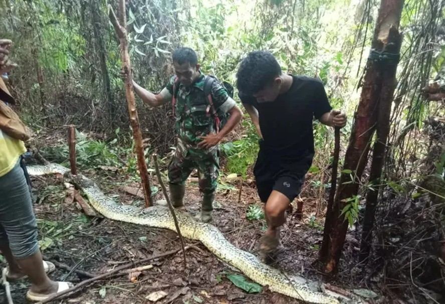 Mulher desaparecida é encontrada dentro de cobra píton de nove metros na Indonésia