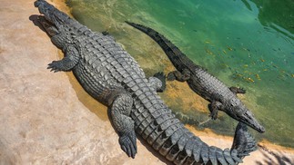 Recém-aberto nos Emirados Árabes Unidos, o Dubai Crocodile Park reúne 250 crocodilos-do-nilo, um dos principais predadores da África  — Foto: Giuseppe Cacace / AFP