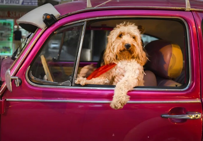 O cachorro motorista — Foto: Mehmet Aslan / Animal Friends Comedy Pets