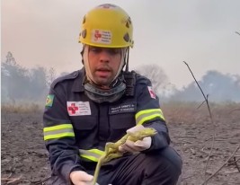 Em apenas 20 metros de área queimada, esses são os animais que encontramos no Pantanal — Foto: Reprodução vídeo